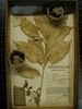 historical herbarium sample